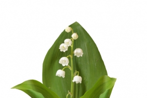 绿叶包白花免抠PNG图片素材