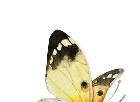 蝴蝶