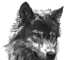 灰狼
