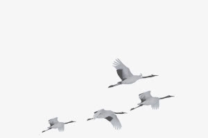 漂浮白鹭