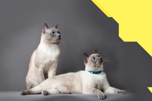 宠物用品简约几何banner
