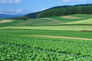 农田良田菜园茶园种植作物大自然淘宝背景