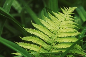 蕨类植物 树叶 草 植物 绿色 露水 4k壁纸 3840x2160