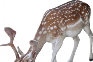 深林精灵觅食梅花鹿