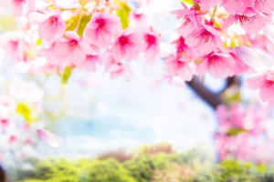 春天桃花化妆品psd分层主图背景素材