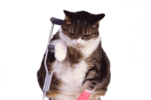 受伤的猫咪素材图片