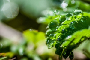 植物 叶子 水滴 微距 光线 眩光 4k壁纸 3840x2160