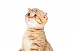站立的猫咪