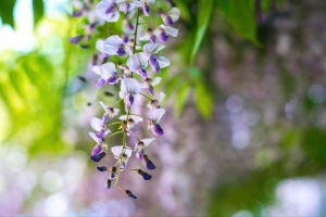 紫藤 花 花序 紫色 4k壁纸 3840x2160