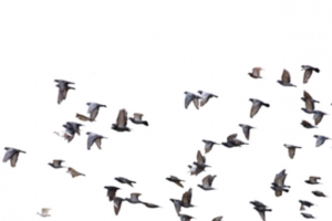 鸽子矢量素材和平鸽 鸟群海鸥