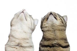 两只抬头望天的猫