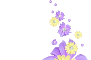 紫色菊花
