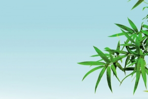 绿色茶叶PSD分层H5背景