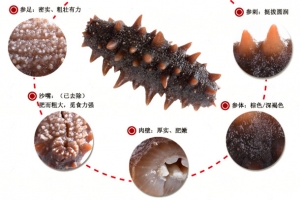 海参详情页图