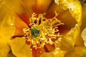 花 花粉 黄色 宏观 花瓣 4k壁纸 3840x2160