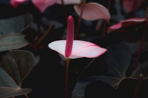 花托 花 粉红色 开花 植物 4k壁纸 3840x2160