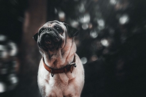 pug 小狗 狗 宠物 浏览 4k壁纸 3840x2160