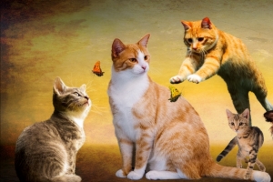 有趣动物 狗 猫 会议 7k图片