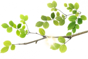 手绘清新阳光树枝