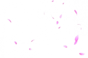粉色玫瑰花花瓣