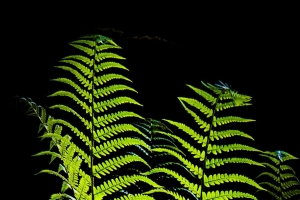 蕨类植物 树叶 黑暗 微距 绿色 4k壁纸 3840x2160