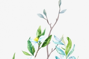 清新水彩花朵叶子矢量素材