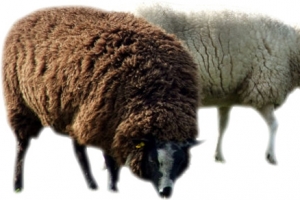 草原美景牛羊吃草