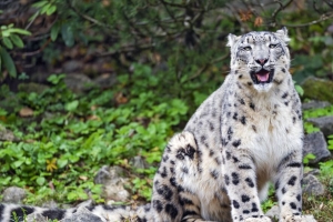  irbis 突出的舌头 捕食者 大猫 动物 石头 爪子 4k壁纸 3840x2160
