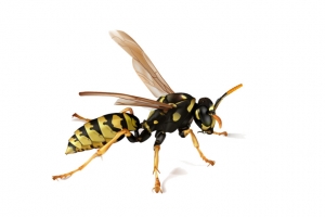 蜜蜂矢量写实高清PNG透明动植物动物设计素材免费下载