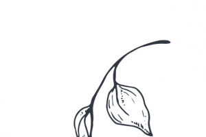 线描叶子