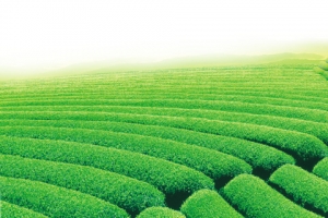绿色茶园素材