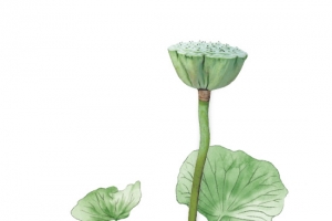 手绘莲蓬荷叶植物