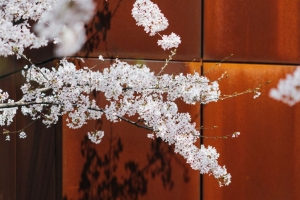 樱桃 花 树枝 树 春天 4k壁纸 3840x2160