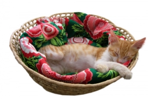 小猫咪睡觉素材免抠