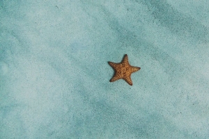 海星 沙子 表面 4k壁纸 3840x2160