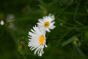 白色小雏菊花花