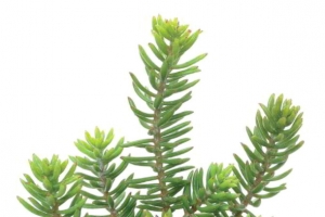 绿植多肉植物装饰