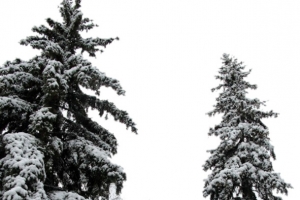 下雪雪松
