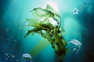 简约海洋海藻面膜促销海报背景素材