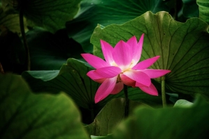 莲花 花 植物 树叶 4k壁纸 3840x2160