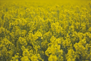 油菜花5k图片