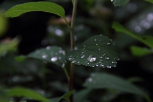 植物 叶子 水滴 宏 湿 绿色 4k壁纸 3840x2160