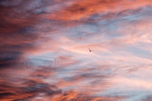 鸟 天空 云 飞行 4k壁纸 3840x2160