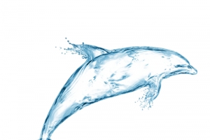 水滴海豚高清PNG透明装饰元素特效图片设计素材免费下载