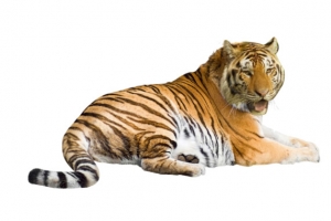 大老虎png
