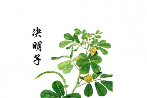 决明子彩绘图