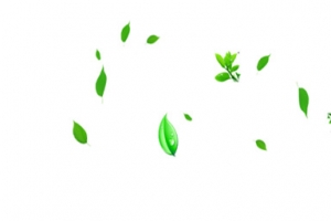 树叶漂浮高清PNG透明设计素材免费下载