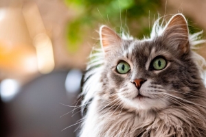 猫 动物 宠物 灰色 蓬松 4k壁纸 3840x2160