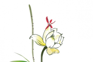 兰花素材图片元素