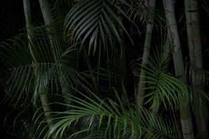 棕榈树 树枝 植物 绿色 4k壁纸 3840x2160